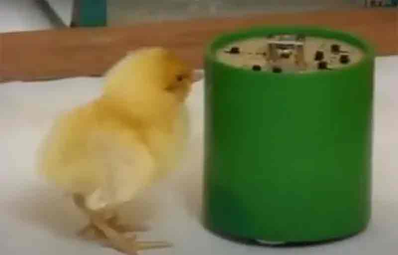 Baby chick following the Tychoscope