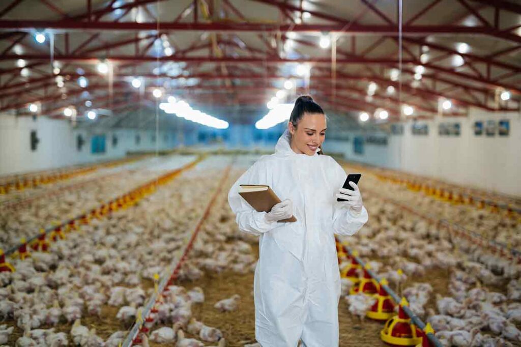 Woman in disposable jump suite standing among 1000s of baby chicks.