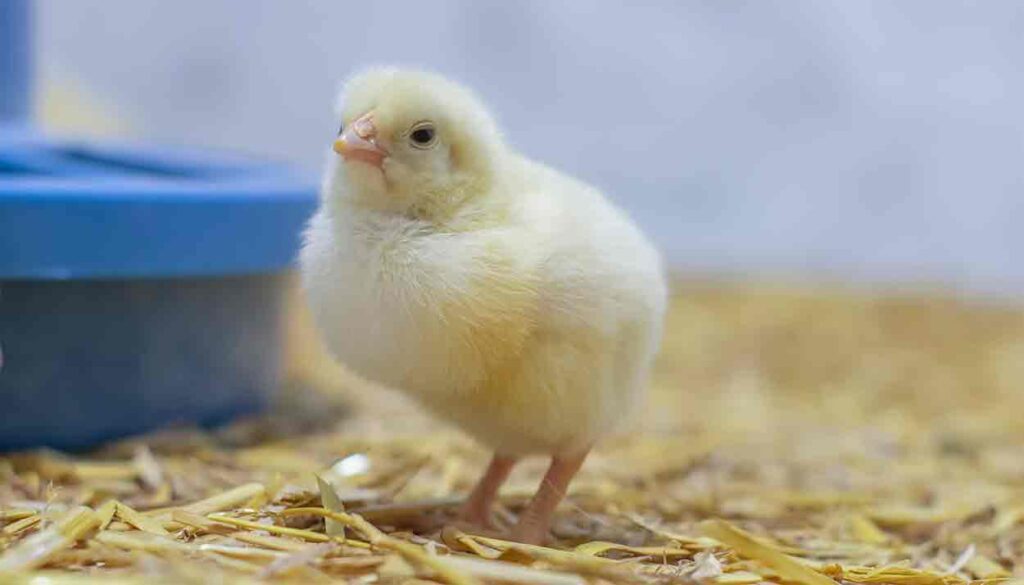 Baby chick