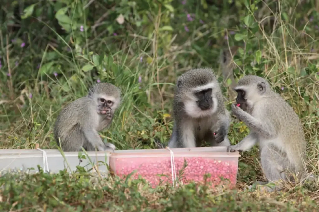 Young monkey sitting on the pink corn container, eating the blue.